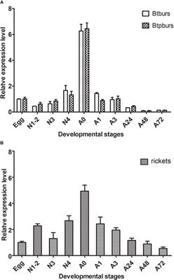 Neuropeptide hormone bursicon mediates female reproduction in the whitefly, Bemisia tabaci (Hemiptera: Aleyrodidae)